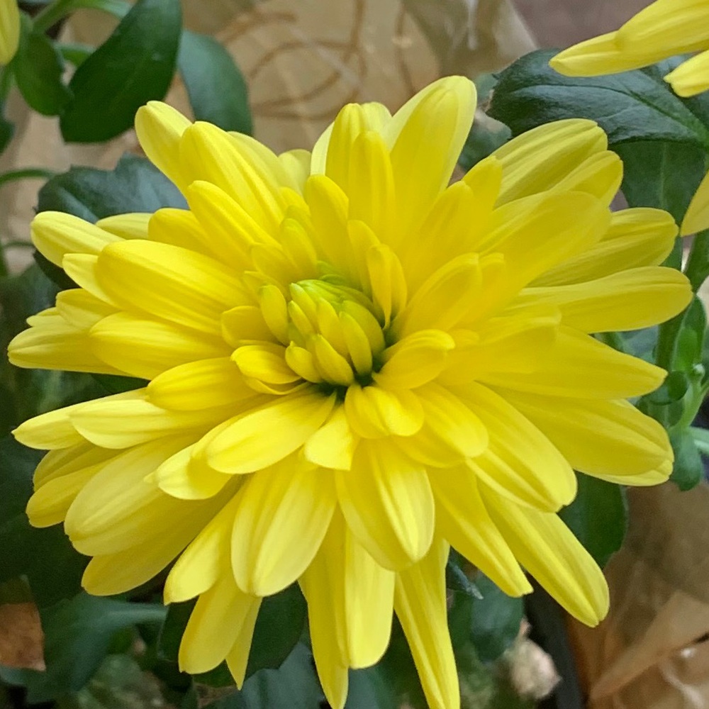 Meet your Posher, Taryn